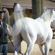 2013/2014 Arabhorse Farm Tours