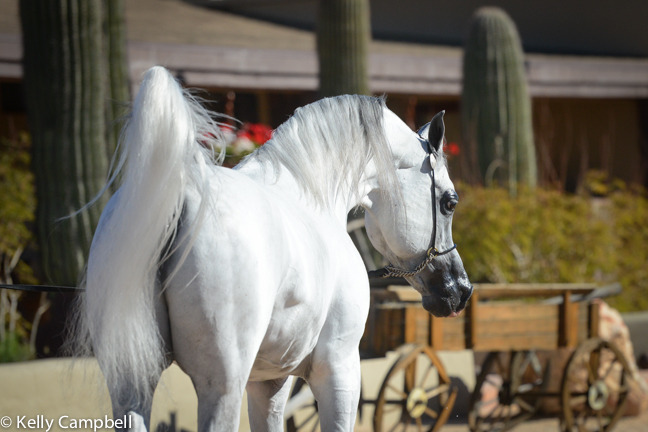 2013/2014 Arabhorse Farm Tours