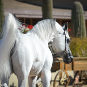 2013/2014 Arabhorse Farm Tours
