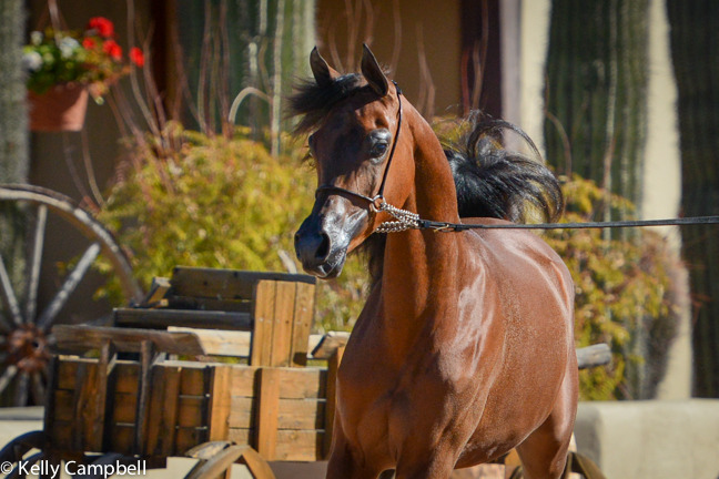 2013/2014 Arabhorse Farm Tours