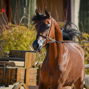 2013/2014 Arabhorse Farm Tours