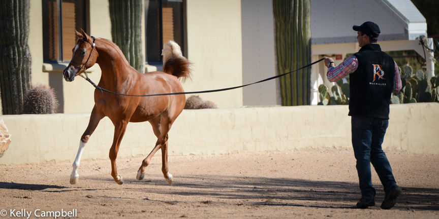 2013/2014 Arabhorse Farm Tours