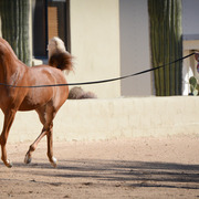 2013/2014 Arabhorse Farm Tours
