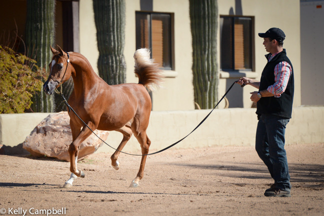 2013/2014 Arabhorse Farm Tours