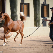 2013/2014 Arabhorse Farm Tours