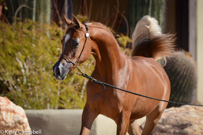 2013/2014 Arabhorse Farm Tours