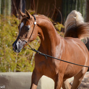 2013/2014 Arabhorse Farm Tours