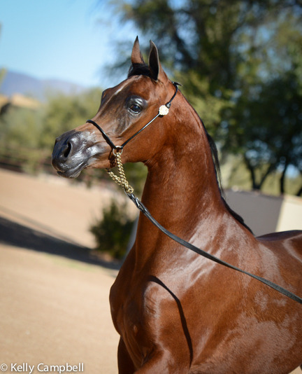 2013/2014 Arabhorse Farm Tours
