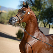 2013/2014 Arabhorse Farm Tours