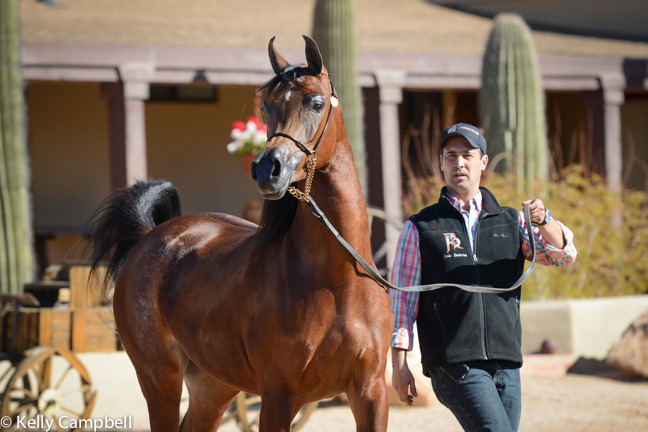 2013/2014 Arabhorse Farm Tours