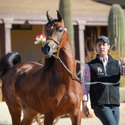 2013/2014 Arabhorse Farm Tours