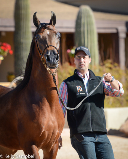 2013/2014 Arabhorse Farm Tours