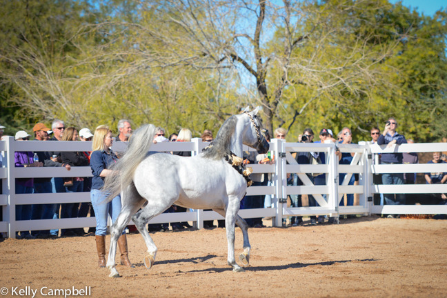 2013/2014 Arabhorse Farm Tours