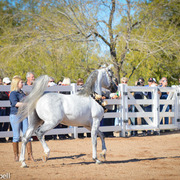 2013/2014 Arabhorse Farm Tours