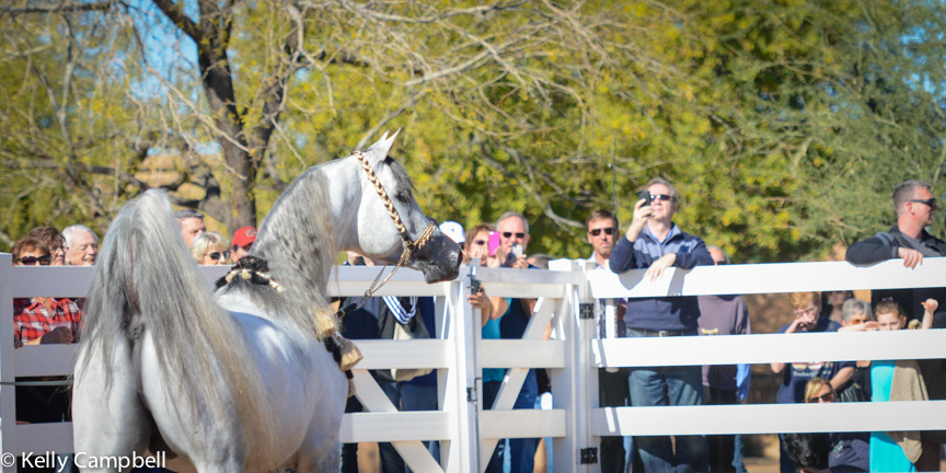 2013/2014 Arabhorse Farm Tours