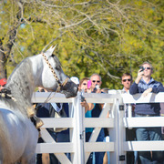 2013/2014 Arabhorse Farm Tours