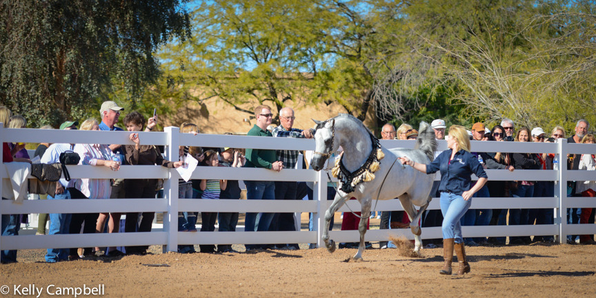 2013/2014 Arabhorse Farm Tours