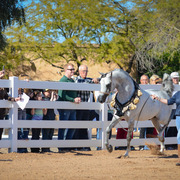 2013/2014 Arabhorse Farm Tours