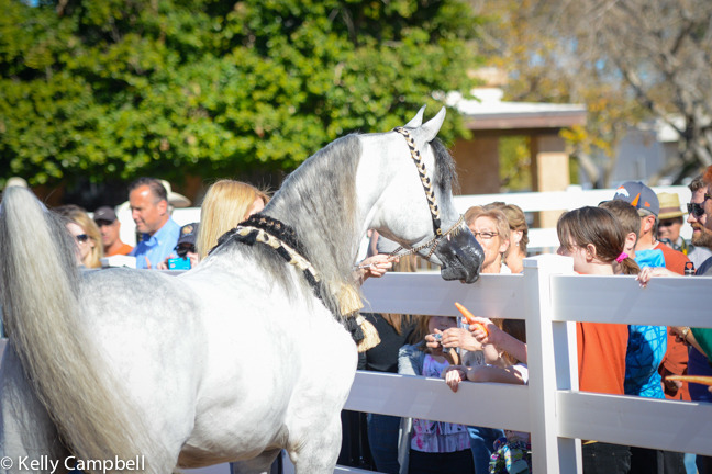 2013/2014 Arabhorse Farm Tours