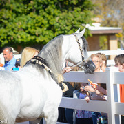 2013/2014 Arabhorse Farm Tours