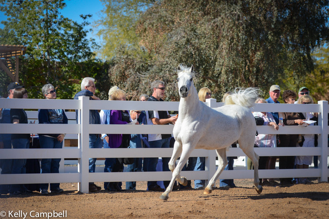2013/2014 Arabhorse Farm Tours