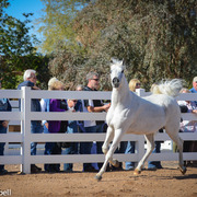 2013/2014 Arabhorse Farm Tours