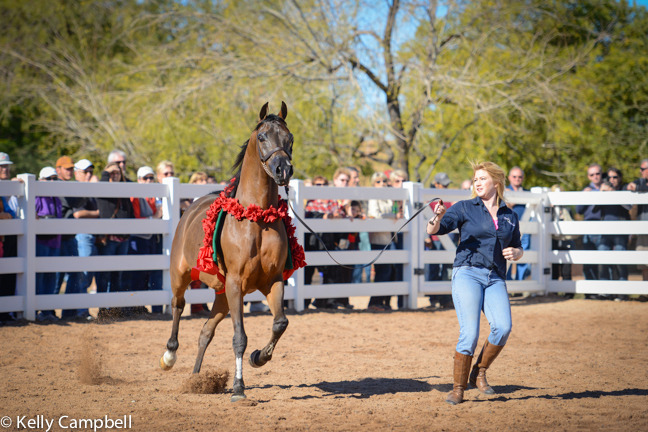 2013/2014 Arabhorse Farm Tours