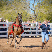 2013/2014 Arabhorse Farm Tours