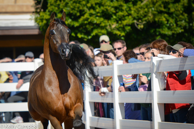 2013/2014 Arabhorse Farm Tours