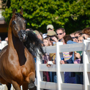 2013/2014 Arabhorse Farm Tours