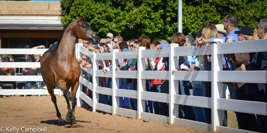 2013/2014 Arabhorse Farm Tours