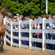 2013/2014 Arabhorse Farm Tours