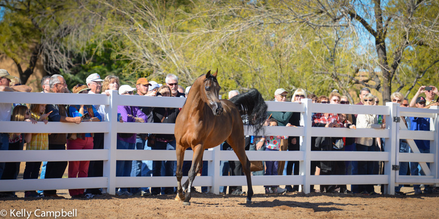 2013/2014 Arabhorse Farm Tours