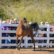 2013/2014 Arabhorse Farm Tours