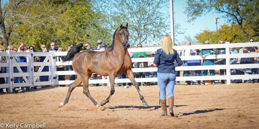 2013/2014 Arabhorse Farm Tours