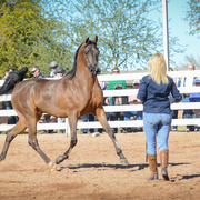 2013/2014 Arabhorse Farm Tours