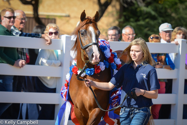 2013/2014 Arabhorse Farm Tours