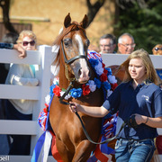 2013/2014 Arabhorse Farm Tours