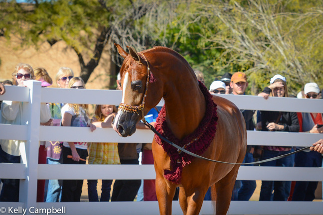 2013/2014 Arabhorse Farm Tours