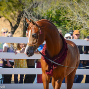 2013/2014 Arabhorse Farm Tours