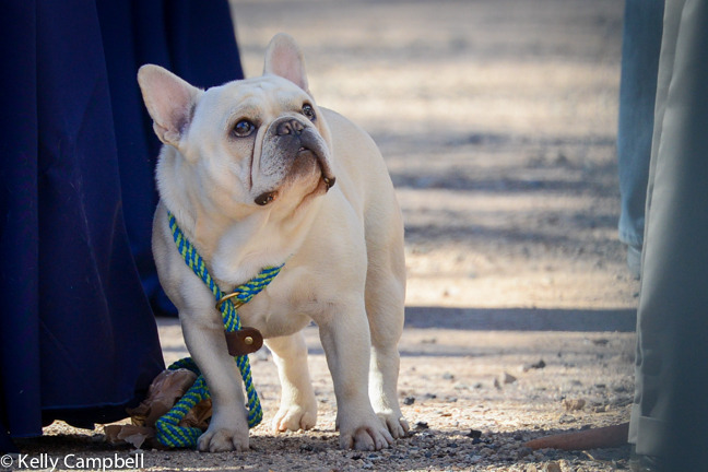 2013/2014 Arabhorse Farm Tours