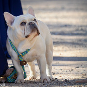 2013/2014 Arabhorse Farm Tours