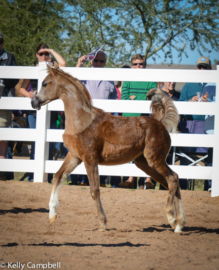 2013/2014 Arabhorse Farm Tours