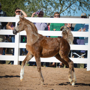 2013/2014 Arabhorse Farm Tours