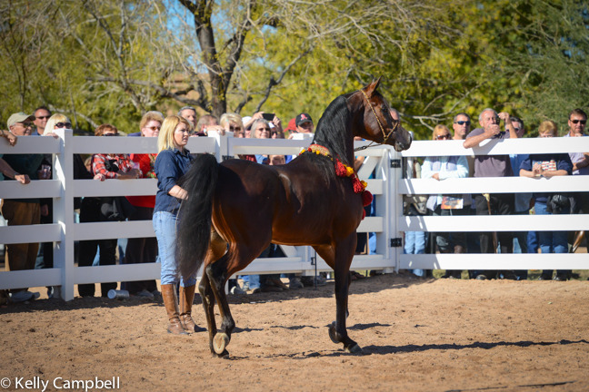 2013/2014 Arabhorse Farm Tours