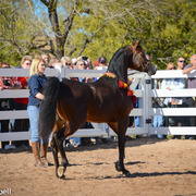 2013/2014 Arabhorse Farm Tours