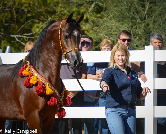 2013/2014 Arabhorse Farm Tours