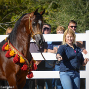 2013/2014 Arabhorse Farm Tours