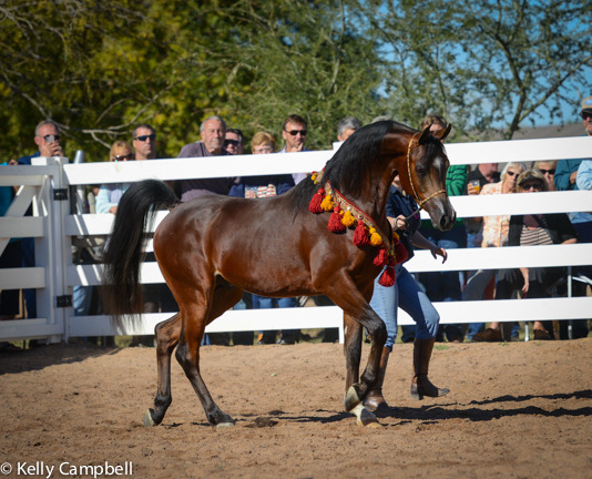 2013/2014 Arabhorse Farm Tours