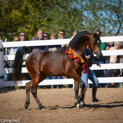 2013/2014 Arabhorse Farm Tours